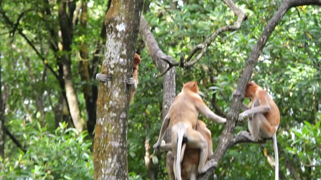 proboscis monkey moving on the tree. selective focus.