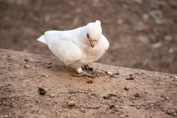 the little corella is looking for food