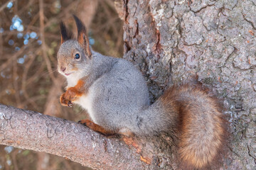 The squirrel sits on a branches without leaves in the winter or autumn