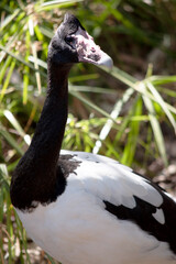 the magpie goose is standing lookout for danger
