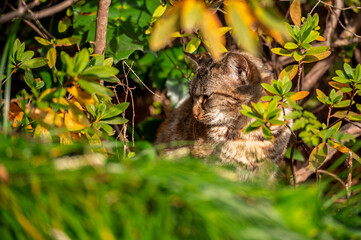 Homeless cat sit shade bush in garden park