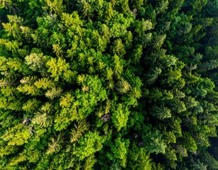 Aerial view of a dense evergreen forest canopy, sunlight filtering