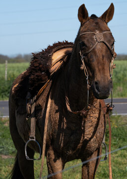 Close-up portrait of a horse head with ornate bridle