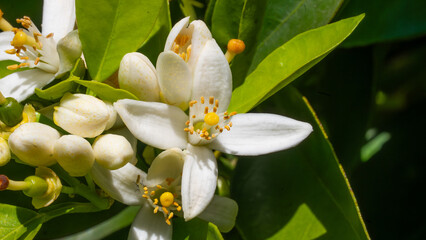 Fototapeta premium White Orange Blossom flowers macro with green leaves