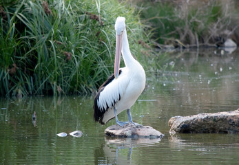 the pelican is preening his feathers