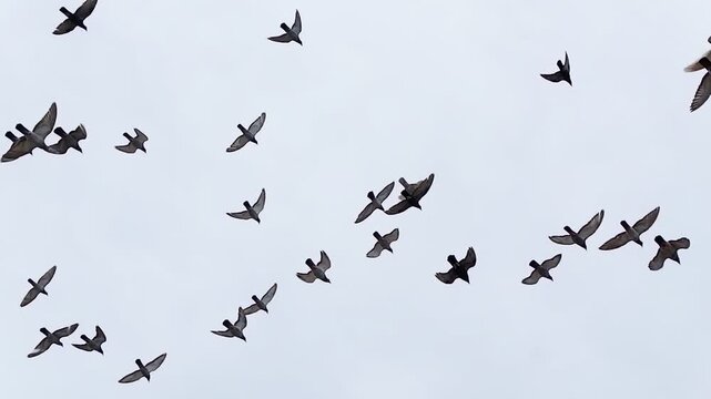 flock of birds in the sky
