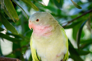 the princess Alexandras parrot is perch in a tree