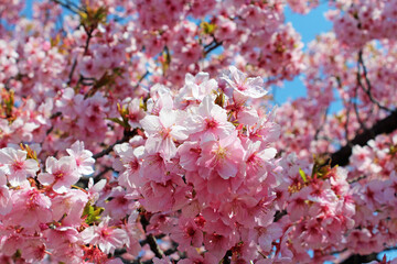 満開の河津桜