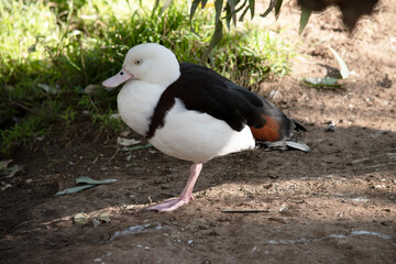 this is a side view of a radjah shelduck