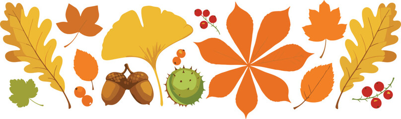 Autumn leaves and forest elements collection with oak, maple, ginkgo, acorns, berries, and fall nature vector illustration © Sumon Creative