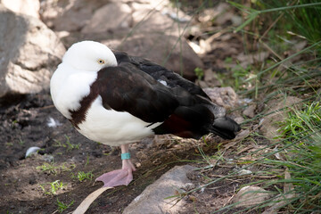 the radjah shelduck is resting