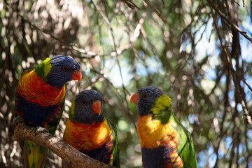the three rainbow lorikeets are sharing a branch
