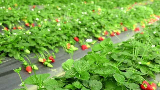 Strawberry field, Rows of fresh strawberries that are grown in greenhouses, Strawberry field with plants before harvest, strawberry plants in fields, Organic strawberry fruits in Jijel Algeria Africa.