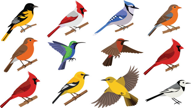 Colorful songbird species collection perched and flying, including cardinal, blue jay, robin, hummingbird, and finch vector illustration