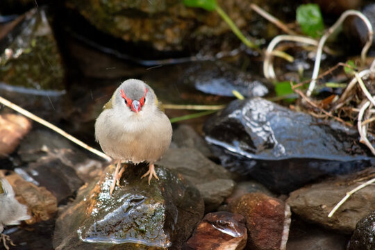 the red browed finch is standing on rocks