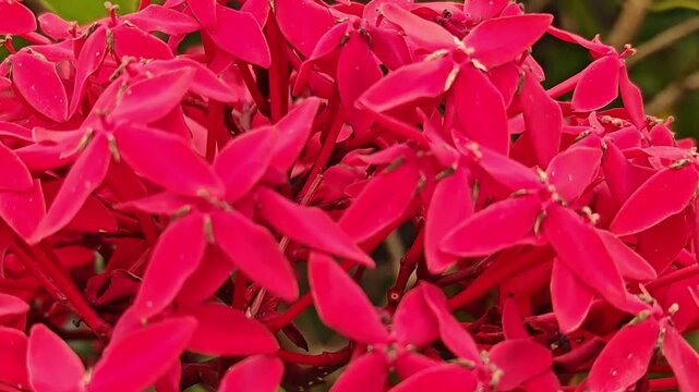 Static close-up shot of a red Ixora flower cluster with surrounding green leaves in natural daylight.