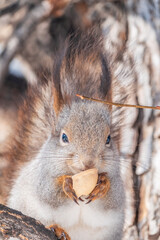 The squirrel with nut sits on tree in the winter or late autumn