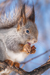 The squirrel with nut sits on tree in the winter or late autumn