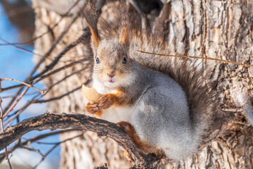 The squirrel sits on a branches without leaves in the winter or autumn