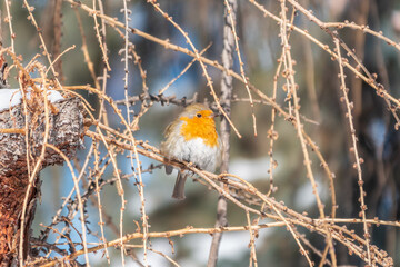 Cute bird the European Robin, Erithacus rubecula. sitting on the tree branch in winter.