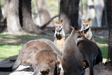 the mob of swamp wallabies are eating