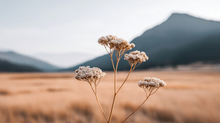 Delicate white wildflower in golden field with mountain backdrop