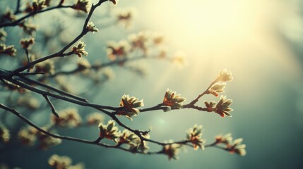 Spring Branch Close-Up With Sun Flare and Airy Tones Captures Natures Beauty in a Bright Setting With Plenty of Space to Breathe