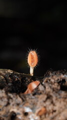 Scutellinia scutellata, common eyelash, Molly eye-winker, scarlet elf cap