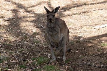 the western grey kangaroo is standing in a field