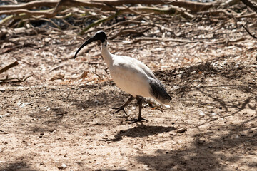 this is a side view of a white ibis