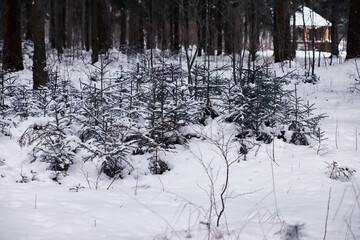 Fototapeta premium Winter forest. Landscape of the park in winter. Snow-covered trees at the edge.
