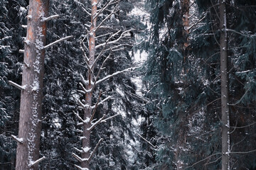 Fototapeta premium Winter forest. Landscape of the park in winter. Snow-covered trees at the edge.