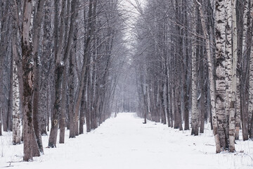 Fototapeta premium Winter forest. Landscape of the park in winter. Snow-covered trees at the edge.