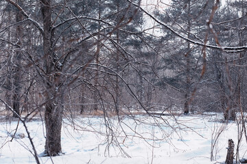 Fototapeta premium Winter forest. Landscape of the park in winter. Snow-covered trees at the edge.
