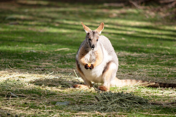 the yellow footed rock wallaby is eating a carrot