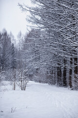 Fototapeta premium Winter forest. Landscape of the park in winter. Snow-covered trees at the edge.