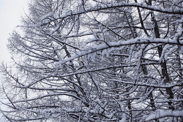 Fototapeta premium Winter forest. Landscape of the park in winter. Snow-covered trees at the edge.