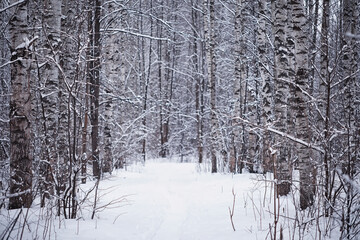 Fototapeta premium Winter forest. Landscape of the park in winter. Snow-covered trees at the edge.