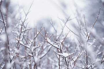 Winter forest landscape. Tall trees under snow cover. January frosty day in the park.