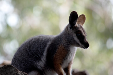 this is a  close up of a yellow footed rock wallaby