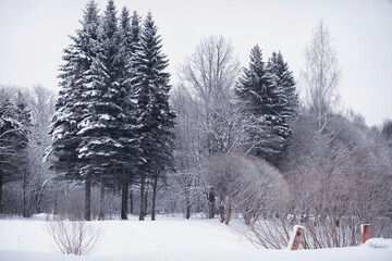 Naklejka premium Winter forest landscape. Tall trees under snow cover. January frosty day in the park.