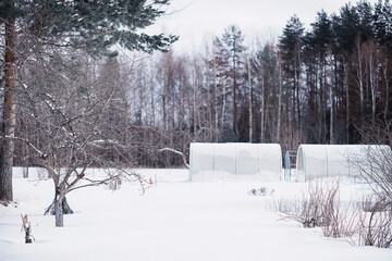 Naklejka premium Winter forest landscape. Tall trees under snow cover. January frosty day in the park.