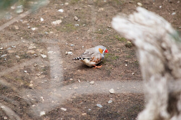 the zebra finch is looking for food