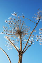 Fototapeta premium Plant covered with snow against the blue sky. Winter frost and ice crystals on grass. Selective focus and shallow depth of field.