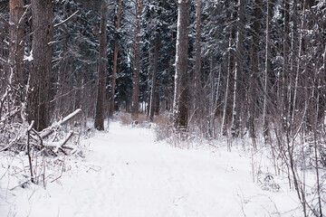 Naklejka premium Winter forest landscape. Tall trees under snow cover. January frosty day in the park.