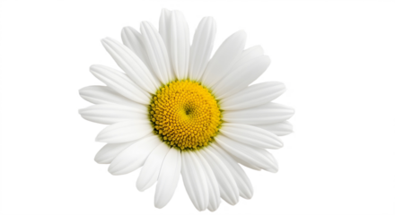 Beautiful white daisy flower with vibrant yellow center isolated PNG with Transparent Background