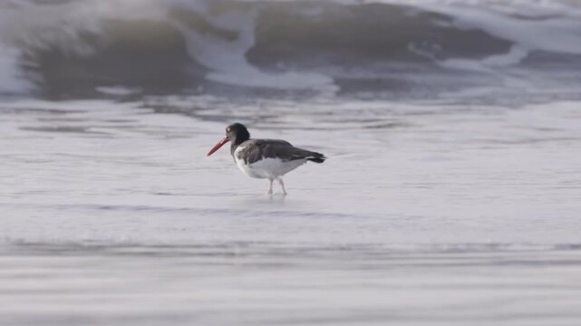 an american oystercatcher searching for food in the surf at chicama of puerto malabrigo, peru