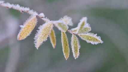 Hoarfrost covering a branch with leaves in winter, illustrating cold weather and seasonal change in nature
