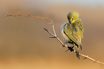 A small Cape white-eye (Zosterops virens) perched on a branch, South Africa