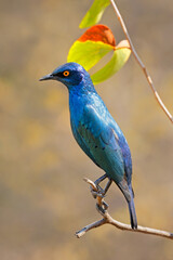 A greater blue-eared starling (Lamprotornis chalybaeus) perched on a branch, Kruger National Park, South Africa